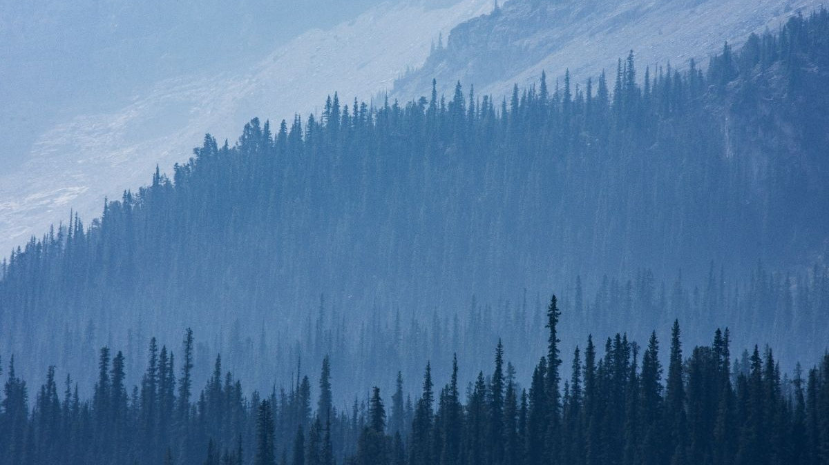 Misty evergreen forest on a mountainside.