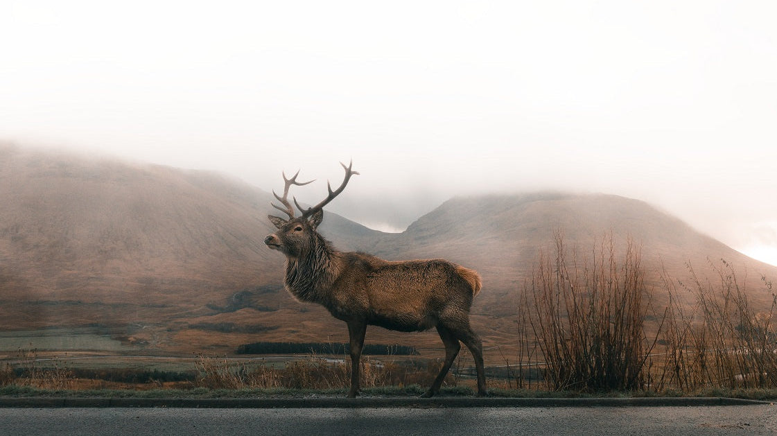 Red deer standing in a misty highland landscape.