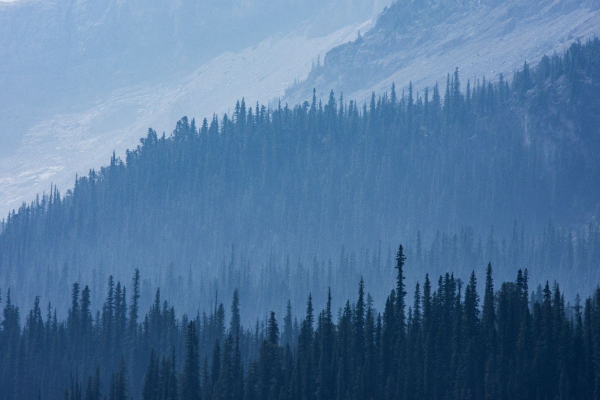 Misty evergreen forest on a mountainside.