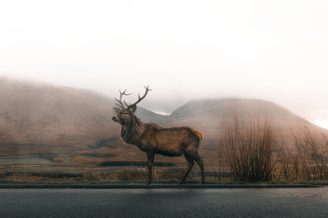 Red deer standing in a misty highland landscape.
