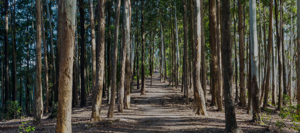  Eucalyptus forest alleyway desktop